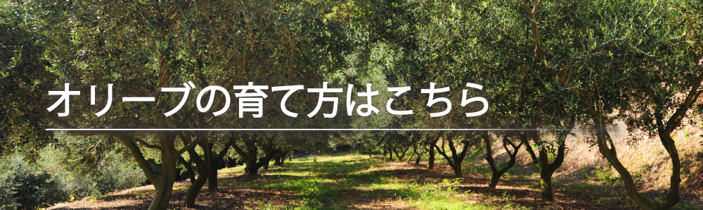 オリーブの木 苗木の通販の日本オリーブ公式